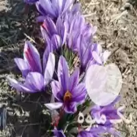 فروش پیازچه زعفران از مراغه در گروه خرید و فروش زعفران در یکمیوه