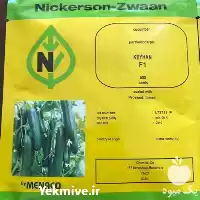 قیمت خرید تولید بذر خیار گلخانه در تهران در گروه خرید و فروش بذر خیار در یکمیوه