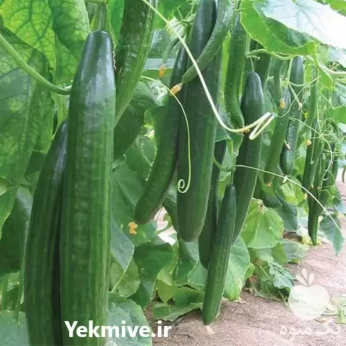 فروش عرضه بذر خیار نوبل در شیراز در گروه خرید و فروش بذر خیار در یکمیوه -عکس1