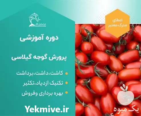 برگزاری دوره آموزشی پرورش گوجه گیلاسی در تهران در گروه دوره آموزش کشاورزی در یکمیوه -عکس1