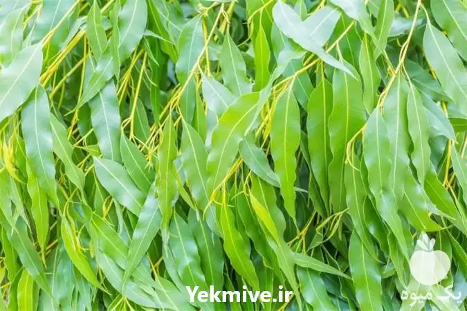 قیمت خرید تولید تخصصی انواع عرقیات در گروه خرید و فروش انواع عرقیجات در یکمیوه -عکس1