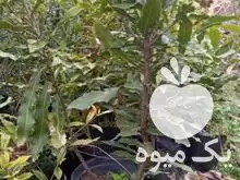 فروش نهال ماکادمیا فندق استرالیا در گروه خرید و فروش نهال ماکادمیا در یکمیوه -عکس1
