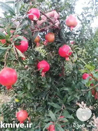 فروش درخت انار شیرین کاشمر دو در گروه خرید و فروش نهال انار در یکمیوه -عکس1