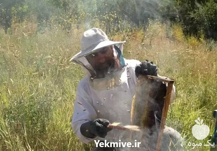 دوره آموزش پرورش زنبورعسل در گروه دوره آموزش کشاورزی در یکمیوه -عکس1