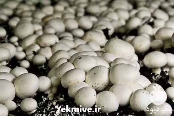 قیمت خرید کمپوست قارچ کمپوست آماده در ارومیه در گروه خرید و فروش قارچ در یکمیوه -عکس1