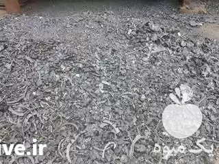 قیمت خرید 200 کیلو پیاز زعفران در رشتخوار در گروه خرید و فروش زعفران در یکمیوه -عکس1