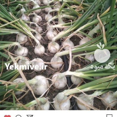 نمایندگی بذر پیاز راتا روز کوتاه تضمینی در جیرفت در گروه خرید و فروش بذر پیاز در یکمیوه -عکس4