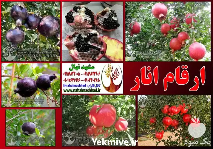 قیمت خرید ارقام مختلف نهال میوه در مشهد در گروه خرید و فروش نهال میوه در یکمیوه -عکس1