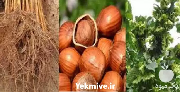 قیمت خرید نهال درخت فندق در گروه خرید و فروش نهال درخت در یکمیوه -عکس1