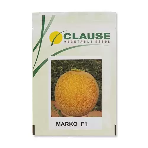 فروش بذر خربزه گالیا مارکو در کرمان  در گروه خرید و فروش بذر خربزه در یکمیوه -عکس1