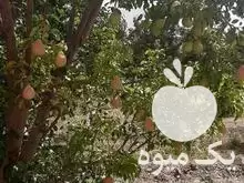 فروش گلابی بیروتی در الوند در گروه خرید و فروش گلابی در یکمیوه -عکس1