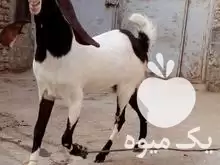 قیمت خرید بزغاله گلابی یک ساله در زاهدان در گروه گاو و گوسفند و میش و بز کهره گوساله در یکمیوه -عکس1