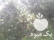 فروش گلابی سردرختی در ساری در گروه خرید و فروش گلابی در یکمیوه -عکس1