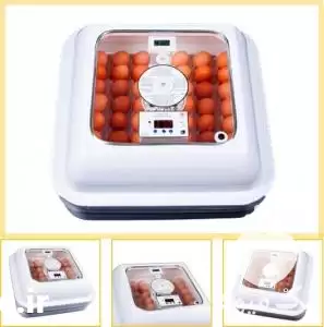 قیمت خرید دستگاه جوجه کشی تایی در تهران در گروه تجهیزات مرغداری در یکمیوه -عکس1