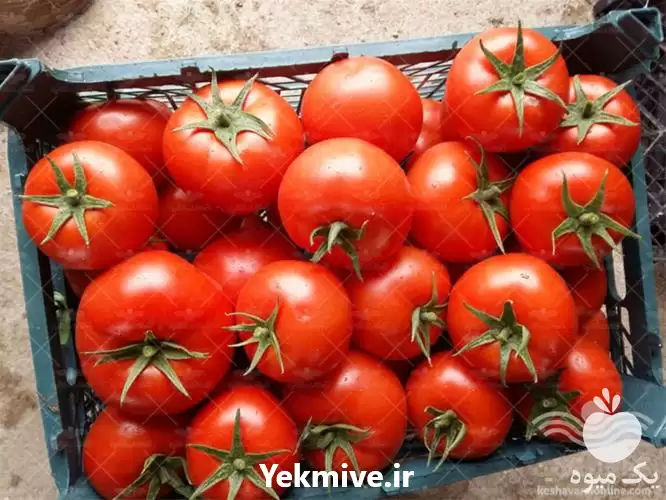 عرضه و فروش بذر گوجه کاردلن در گروه خرید و فروش بذر گوجه در یکمیوه -عکس1