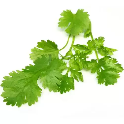 فروش بذر سبزی گشنیز در تهران در گروه خرید و فروش بذر سبزی در یکمیوه -عکس1