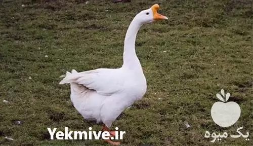 قیمت خرید مستقیم تخم قوغاز در بیرجند در گروه مرغ و خروس و بوقلمون و اردک قو قاز در یکمیوه -عکس1