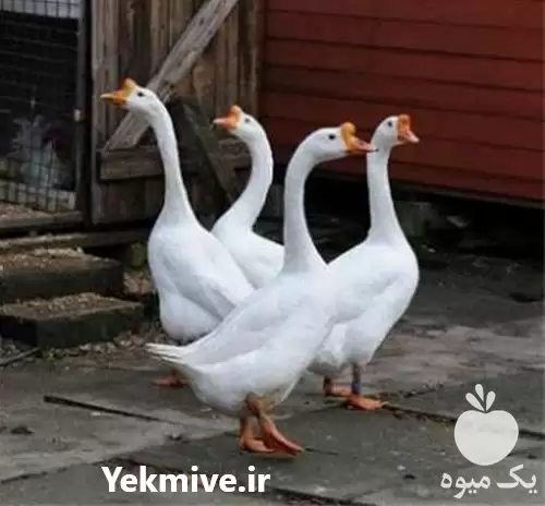 فروش تخم قوغاز در تهران در گروه مرغ و خروس و بوقلمون و اردک قو قاز در یکمیوه -عکس1