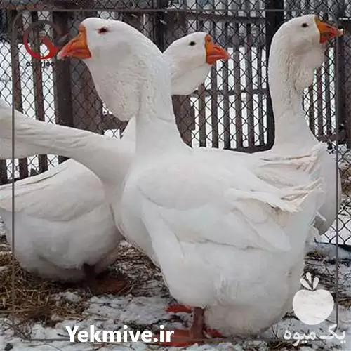 فروش تخم نطفه دار انواع نژاد در گروه انواع تخم ها در یکمیوه -عکس1