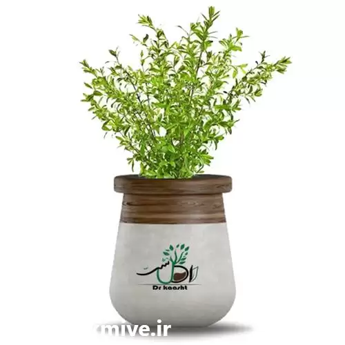 قیمت خرید عمده گیاه لگستروم در تهران در گروه خرید و فروش انواع گل در یکمیوه -عکس1