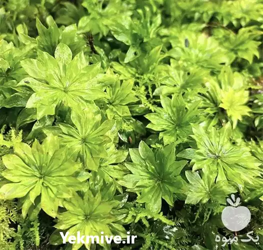 فروش تولید خزه های کمیاب در کرج در گروه خرید و فروش گیاهان زینتی در یکمیوه -عکس1