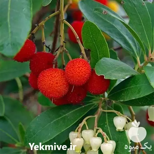 خرید بذر توت فرنگی آربوتوس در گروه خرید و فروش انواع بذر در یکمیوه -عکس1