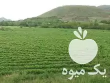 فروش نشا توت فرنگی رقم پاروس در سنندج در گروه خرید و فروش توت فرنگی در یکمیوه -عکس1