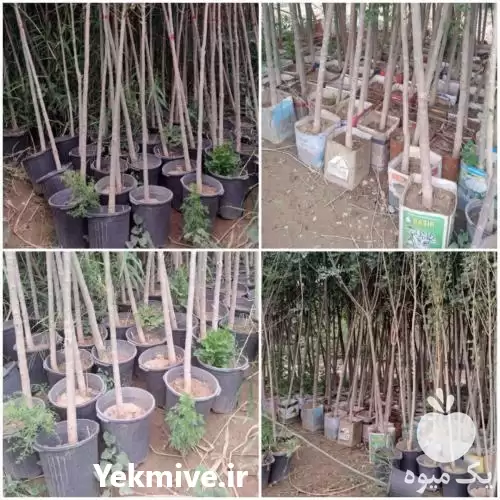 نهال درخت زبان گنجشک بن ٢٠ در گروه خرید و فروش نهال درخت در یکمیوه -عکس1
