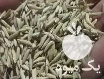 قیمت خرید بذر طارم هاشمی خالص در گروه خرید و فروش انواع بذر در یکمیوه -عکس1