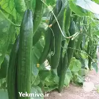 فروش عرضه بذر خیار نوبل در شیراز در گروه خرید و فروش بذر خیار در یکمیوه