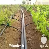 تجهیزات آبیاری در ساری در گروه خرید و فروش انواع تجهیزات آبیاری در یکمیوه