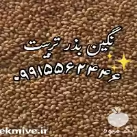 قیمت خرید بذر یونجه بذر علوفه در اردبیل در گروه خرید و فروش بذر یونجه در یکمیوه