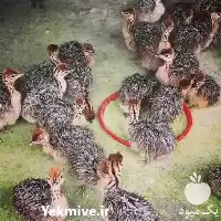 فروش ویژه جوجه شترمرغ با تخفیف در گروه مرغ و خروس و بوقلمون و اردک قو قاز در یکمیوه