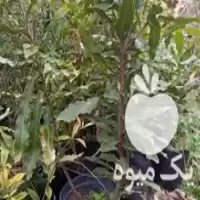 فروش نهال ماکادمیا فندق استرالیا در گروه خرید و فروش نهال ماکادمیا در یکمیوه