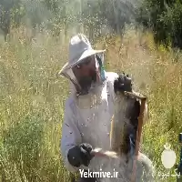 دوره آموزش پرورش زنبورعسل در گروه دوره آموزش کشاورزی در یکمیوه