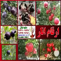 قیمت خرید ارقام مختلف نهال میوه در مشهد در گروه خرید و فروش نهال میوه در یکمیوه