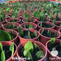 تولید تکثیر گیاهان خانگی با هدف در تهران در گروه دوره آموزش کشاورزی در یکمیوه