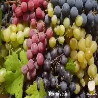 فروش نهال انگور های کمیاب در مشهد در گروه خرید و فروش نهال انگور در یکمیوه
