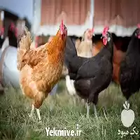 آگهی مشابه قیمت فروش مرغ هلندی با کیفیت در ساری در گروه مرغ و خروس و بوقلمون و اردک قو قاز در یکمیوه