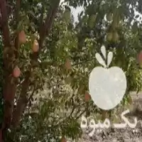 فروش گلابی بیروتی در الوند در گروه خرید و فروش گلابی در یکمیوه