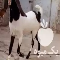 قیمت خرید بزغاله گلابی یک ساله در زاهدان در گروه گاو و گوسفند و میش و بز کهره گوساله در یکمیوه