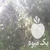 فروش گلابی سردرختی در ساری در گروه خرید و فروش گلابی در یکمیوه