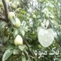 فروش گلابی مشو در قائم شهر در گروه خرید و فروش گلابی در یکمیوه