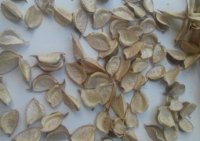 ضایعات پنبه تفاله غوزه پوفلک در آشخانه در گروه خوراک دام و طیور در یکمیوه