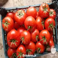 عرضه و فروش بذر گوجه کاردلن در گروه خرید و فروش بذر گوجه در یکمیوه