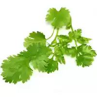 فروش بذر سبزی گشنیز در تهران در گروه خرید و فروش بذر سبزی در یکمیوه