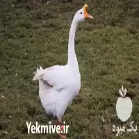 قیمت خرید مستقیم تخم قوغاز در بیرجند در گروه مرغ و خروس و بوقلمون و اردک قو قاز در یکمیوه