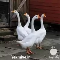 فروش تخم قوغاز در تهران در گروه مرغ و خروس و بوقلمون و اردک قو قاز در یکمیوه