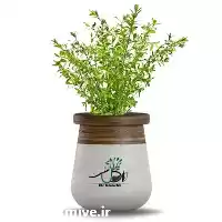 قیمت خرید عمده گیاه لگستروم در تهران در گروه خرید و فروش انواع گل در یکمیوه