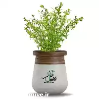 فروش عمده گیاه لگستروم در ارومیه در گروه خرید و فروش انواع گل در یکمیوه